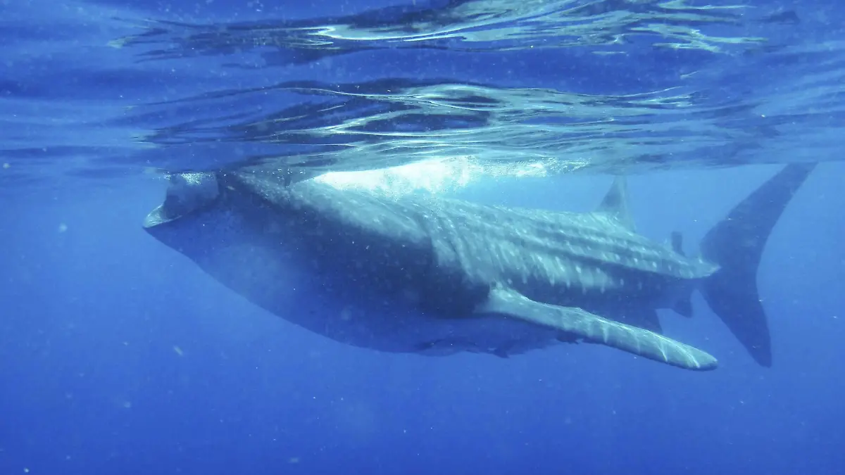 tiburon ballena cuanto cuesta 